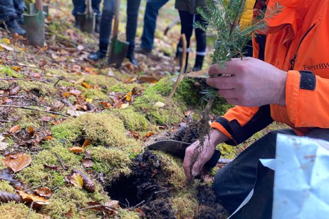 TELTEC plants trees