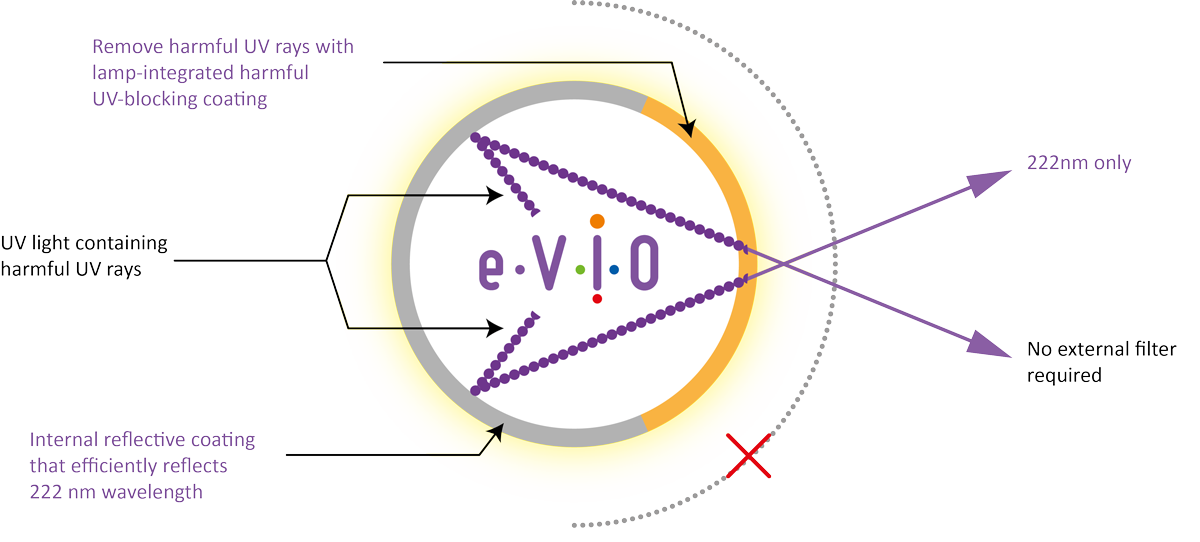 eVio Querschnitt Auge